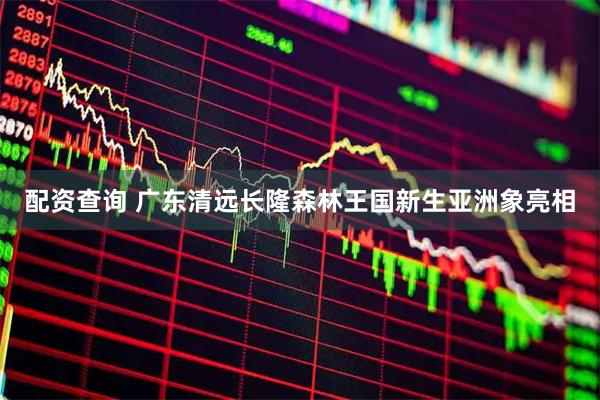配资查询 广东清远长隆森林王国新生亚洲象亮相